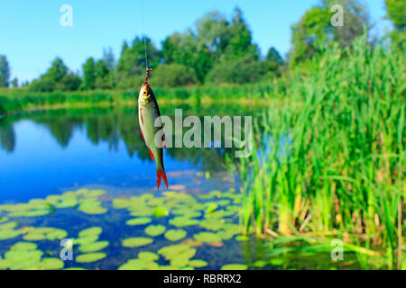 Catturati rudd appesa al gancio e estate stagno su sfondo. Buona pesca. Pesce pescato. Rudd comune. Scardinius erythrophthalmus. Vista ravvicinata di rudd Foto Stock