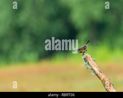 (Redstart Phoenicurus phoenicurus) Foto Stock