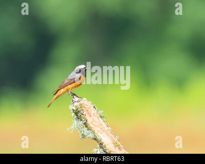 (Redstart Phoenicurus phoenicurus) Foto Stock