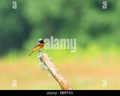 (Redstart Phoenicurus phoenicurus) Foto Stock