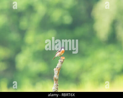 (Redstart Phoenicurus phoenicurus) Foto Stock