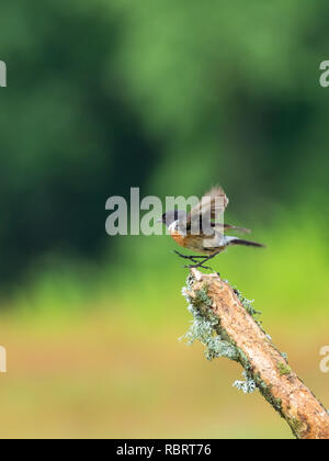 (Redstart Phoenicurus phoenicurus) Foto Stock