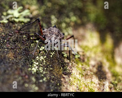 Un gigante per adulti Willow afidi (Tuberolachnus salignus) identificato da un un tubercolo sulla sua schiena che assomiglia a una pinna di squalo trovato alla Blashford Laghi Foto Stock