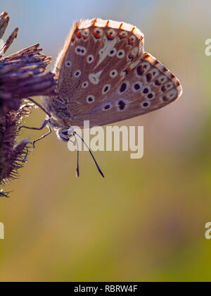 Un Chalk Hill Blue Butterfly (Lysandra coridon) trovato alla cava Broadcroft, Portland, Dorset nel 2013. Foto Stock