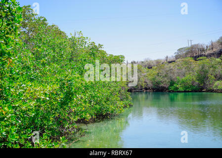 Laguna de Las Ninfas, una laguna di acqua salata nella cittadina di Puerto Ayora, sull isola di Santa Cruz in le Isole Galapagos. Foto Stock