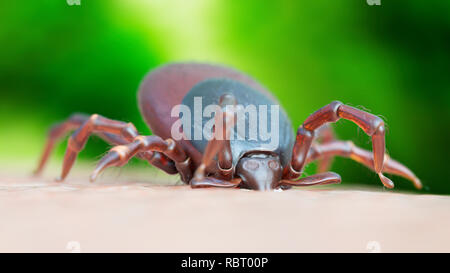 Illustrazione di un segno di spunta di mordere. Foto Stock