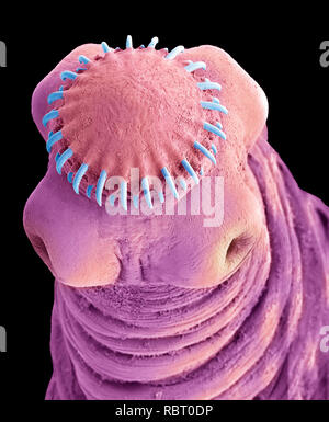 La tenia echinococco cysticercus. Scanning electron microfotografia (SEM) della testa della vescica di worm o cysticercus fase del la tenia solium (tenia solium), un Foto Stock