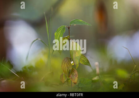 Close-up di isolato di gara giovane albero o germoglio di erba illuminato dal sole con spider web su foglie verdi sul luminoso abstract bokeh di fondo campo erboso backgrou Foto Stock