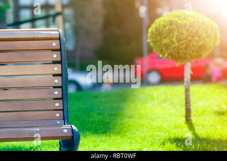 Panca in legno dettaglio decorativo giovani sempre verde albero con round del gioco perfettamente rifinito fogliame, floricoltura sul prato verde e fresco in erba Foto Stock