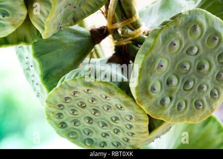 In Cambogia, il Tonle Sap - Marzo 2016: Lotus testa - ha prelevato un buched pronti per la vendita Foto Stock