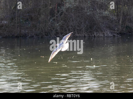 Seagull spirali su uno stagno in un parco della città Foto Stock