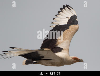 Palm-dado Vulture (Gypohierax angolensis) Foto Stock