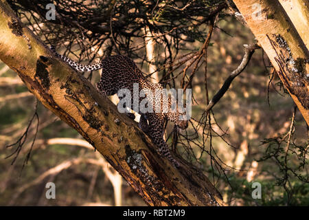 Leopard su un albero in un agguato. Attacco rapido. Kenya Foto Stock