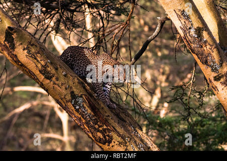 Leopard su un albero in un agguato. Africa Foto Stock