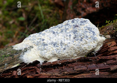 Fuligo septica var. candida, comunemente chiamato cane vomito slime stampo, uova strapazzate slime stampo o fiori di tan Foto Stock