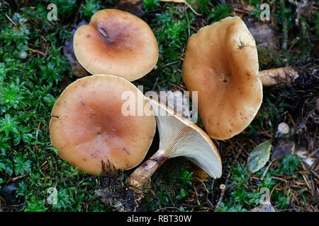 Imbuto di Bruno il tappo a fungo, Lepista inversa Foto Stock