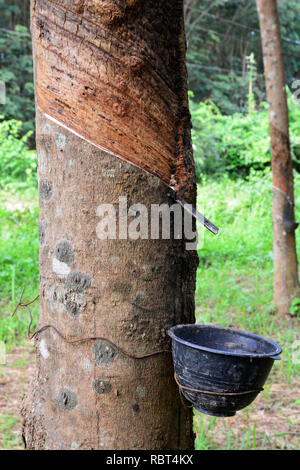 Fila di para gomma albero nella piantagione di gomma, toccando Foto Stock