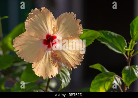 Il bel colore giallo ibisco Cinese conosciuto anche come la Cina è salito, Hawaiian ibisco rosa malva e shoeblackplant in un giardino negli EMIRATI ARABI UNITI. Foto Stock