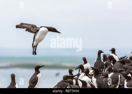 Guillemot [ Uria aalge ] arrivando in terra di farne Islands, Northumberland, Regno Unito Foto Stock