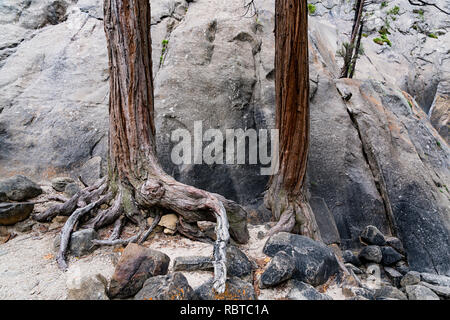 Radici & rocce gnarly Foto Stock