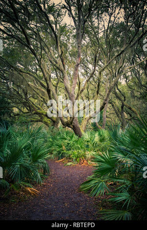 Un percorso nel vivere querce Su Cumberland Island, GA Foto Stock