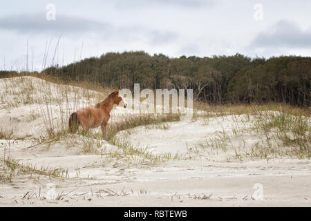 Un cavallo selvaggio su Cumberland Island, GA Foto Stock