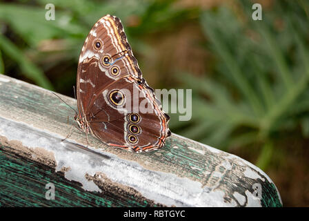 Close up di blu morpho butterfly su rustiche ringhiera in legno Foto Stock