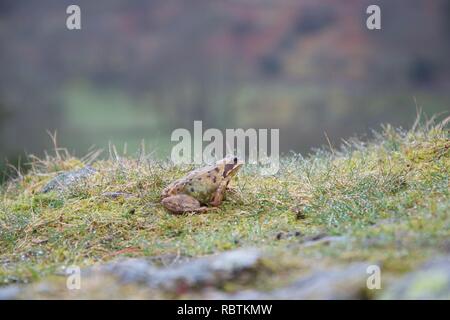 Piccola rana o toad in erba bagnata sulla sommità di una roccia e con una valle montuosa in background Foto Stock