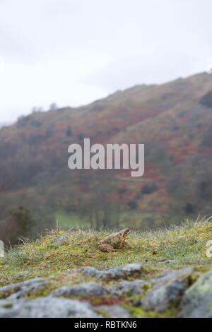 Piccola rana o toad in erba bagnata sulla sommità di una roccia e con una valle montuosa in background Foto Stock