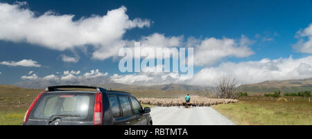 Radunare le pecore a Mid-Canterbury, South Island, in Nuova Zelanda. Foto Stock