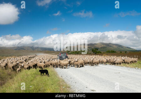 Radunare le pecore a Mid-Canterbury, South Island, in Nuova Zelanda. Foto Stock