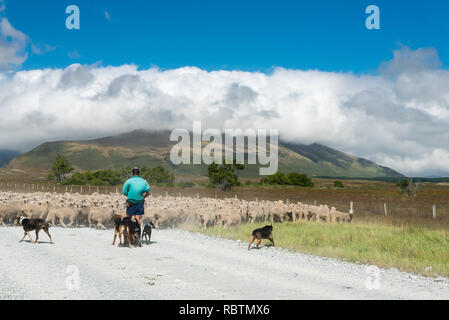 Radunare le pecore a Mid-Canterbury, South Island, in Nuova Zelanda. Foto Stock