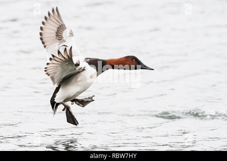 Drake canvasback duck attorno alla terra su stagno Foto Stock