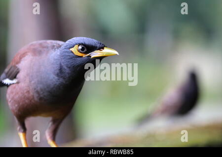 Un comune myna uccello guardando a voi e seduto su una parete Foto Stock