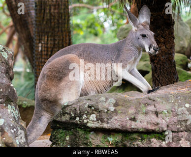 Rosso-un wallaby dal collo o il Bennett's wallaby Macropus rufogriseus in NSW Australia Foto Stock