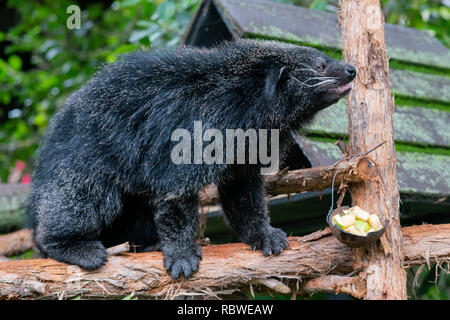 Arctictis binturong o bearcat un viverrid originaria del sud est asiatico Foto Stock
