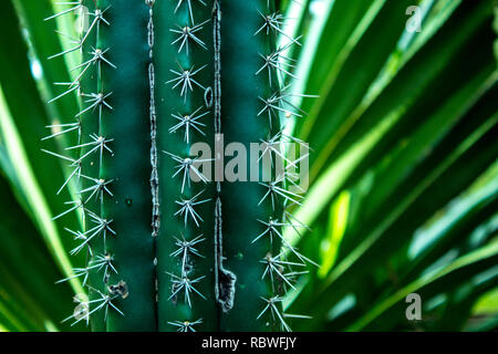 Un bel primo piano di un cactus. Costa Rica Foto Stock