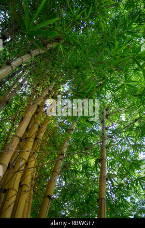 Un basso angolo foto di alte piante di bambù con lussureggiante fogliame verde Foto Stock