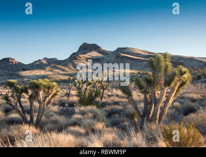 Castello montagne monumento nazionale, California, dalla casella a piedi Ranch Road Foto Stock