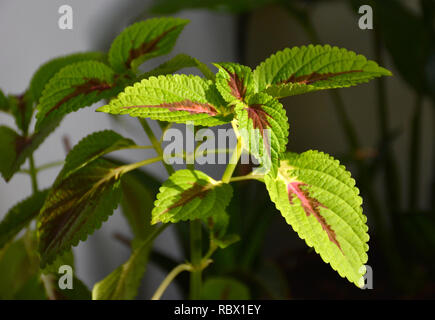 Houseplant coleus o colorato ortica indoor. Colorata di verde e viola lascia Coleus Foto Stock