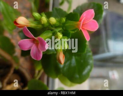 Piccola rosa fiori succulenti con boccioli Foto Stock