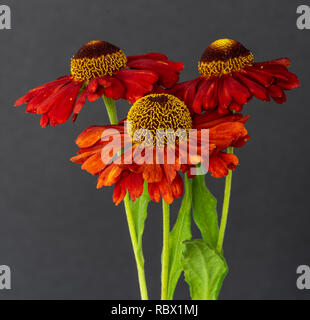 Still life fine art floreale macro colorata di un bouquet / trio di ampio elio rosso giallo aperto / sposa del sole fiorisce con gambo e foglie Foto Stock