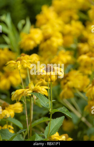 Colorrful outdoor floral immagine macro di un fiore giallo girasole false / heliopsis girasole in un campo di fiori su un soleggiato luminoso giorno di estate Foto Stock