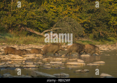 Il cinghiale (Sus scrofa) nel fiume San. Monti Bieszczady. Polonia Foto Stock