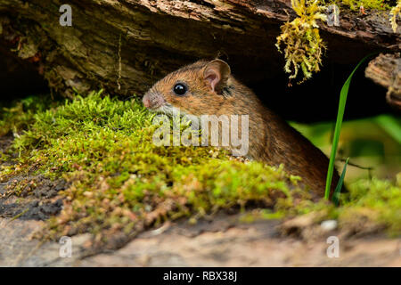 Giallo-colli / Mouse Apodemus flavicollis Foto Stock