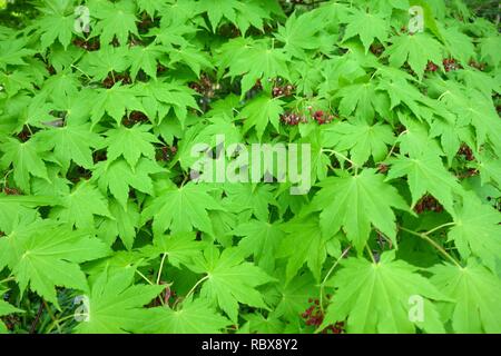 Acer sieboldianum - Morris Arboretum - DSC00313. Foto Stock