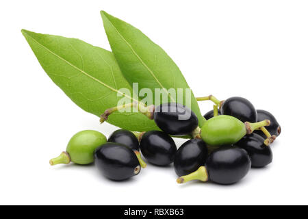 Foglie di alloro e frutta isolato su sfondo bianco Foto Stock