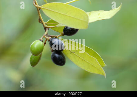 Foglie di alloro e di frutti su sfondo verde Foto Stock