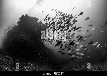 Scuola di pesce nella corrente Foto Stock