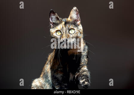 Vista del gatto tartaruga su sfondo nero Foto Stock